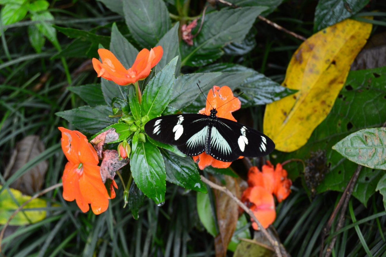 Arenal, Río Celeste, Monteverde