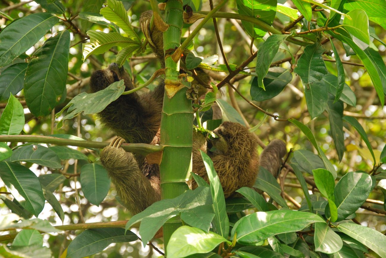 Panama City, Jungle Explorer Boat