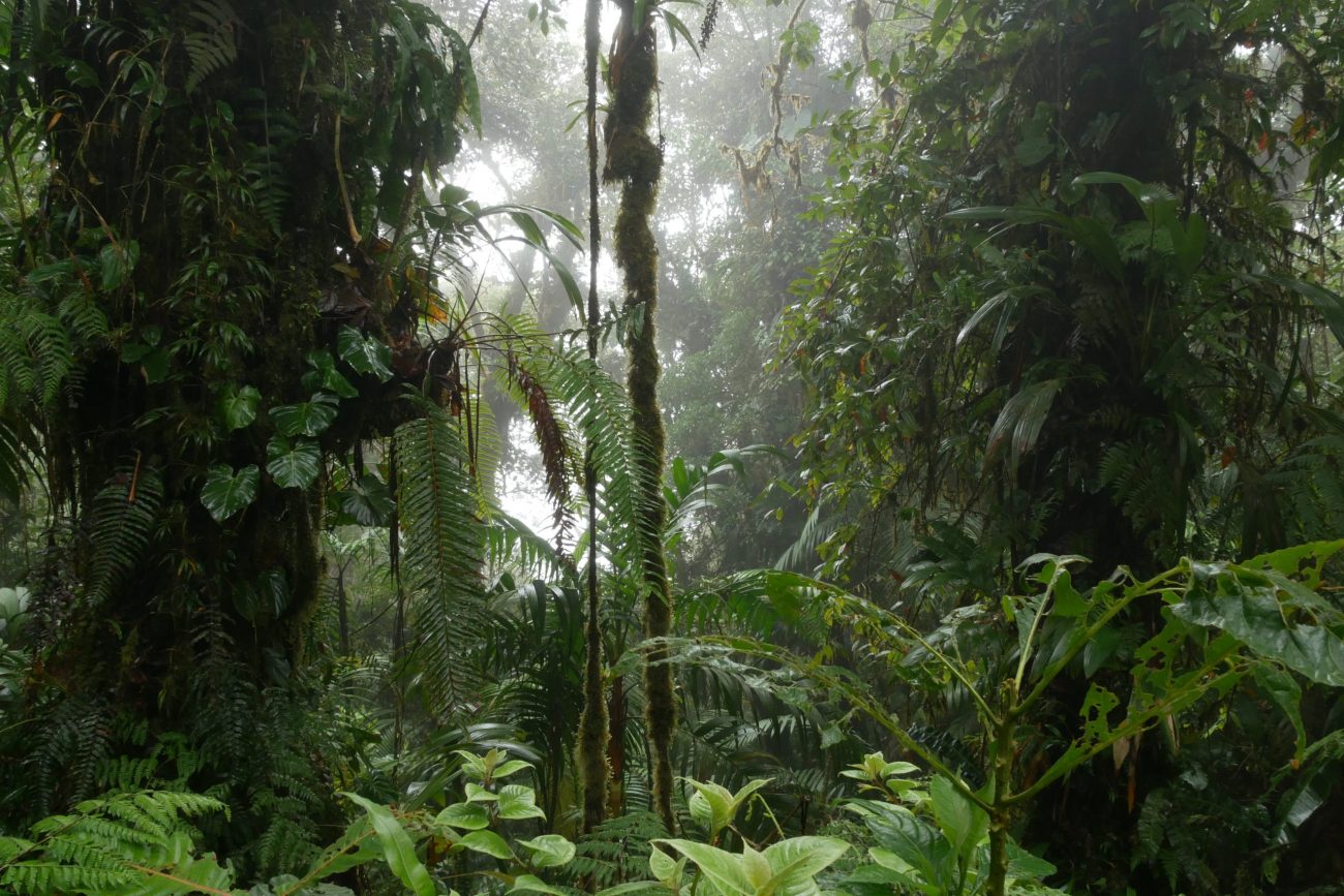 Deštný prales Chiriquí
