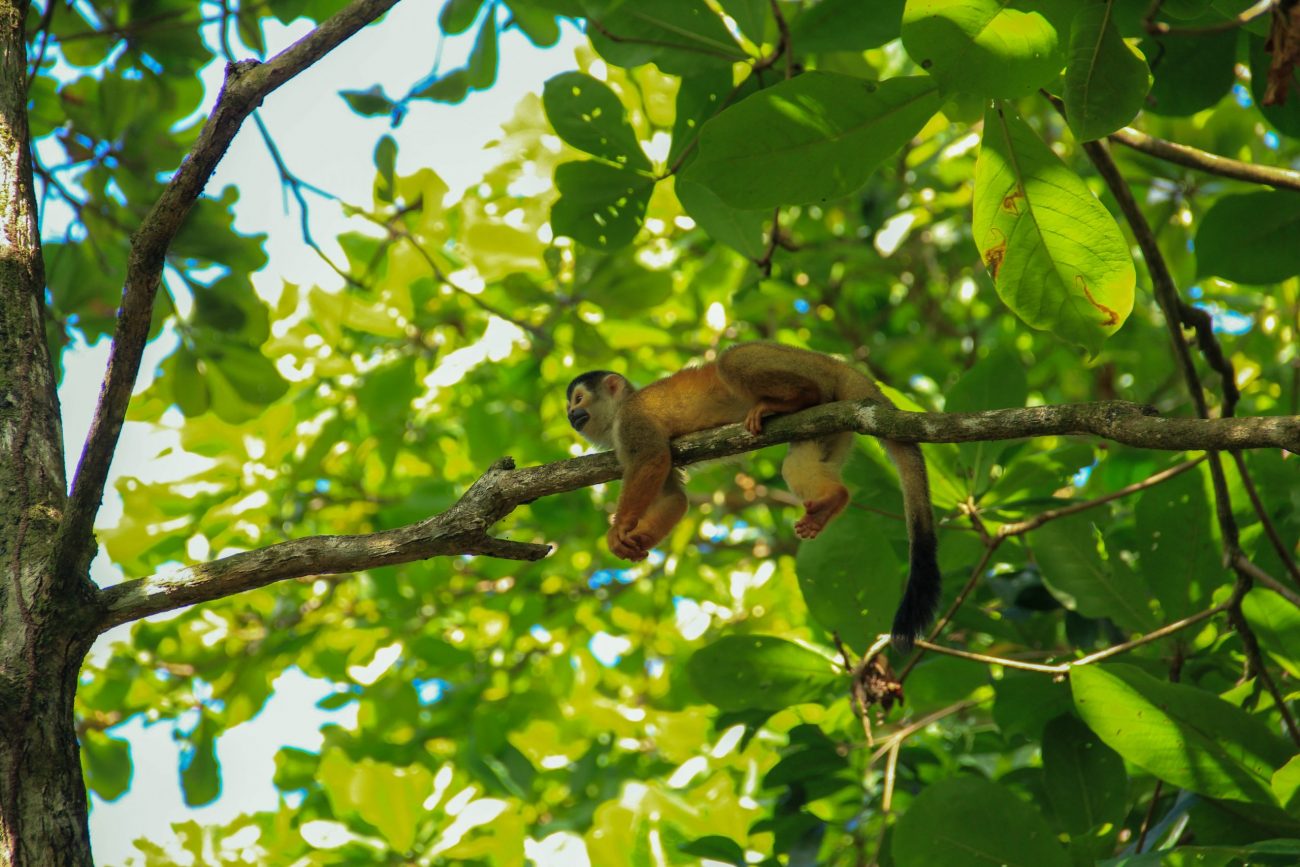 NP Tortuguero