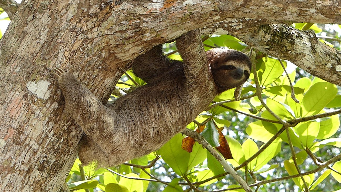 Costa Rica, Sloth-unsplash