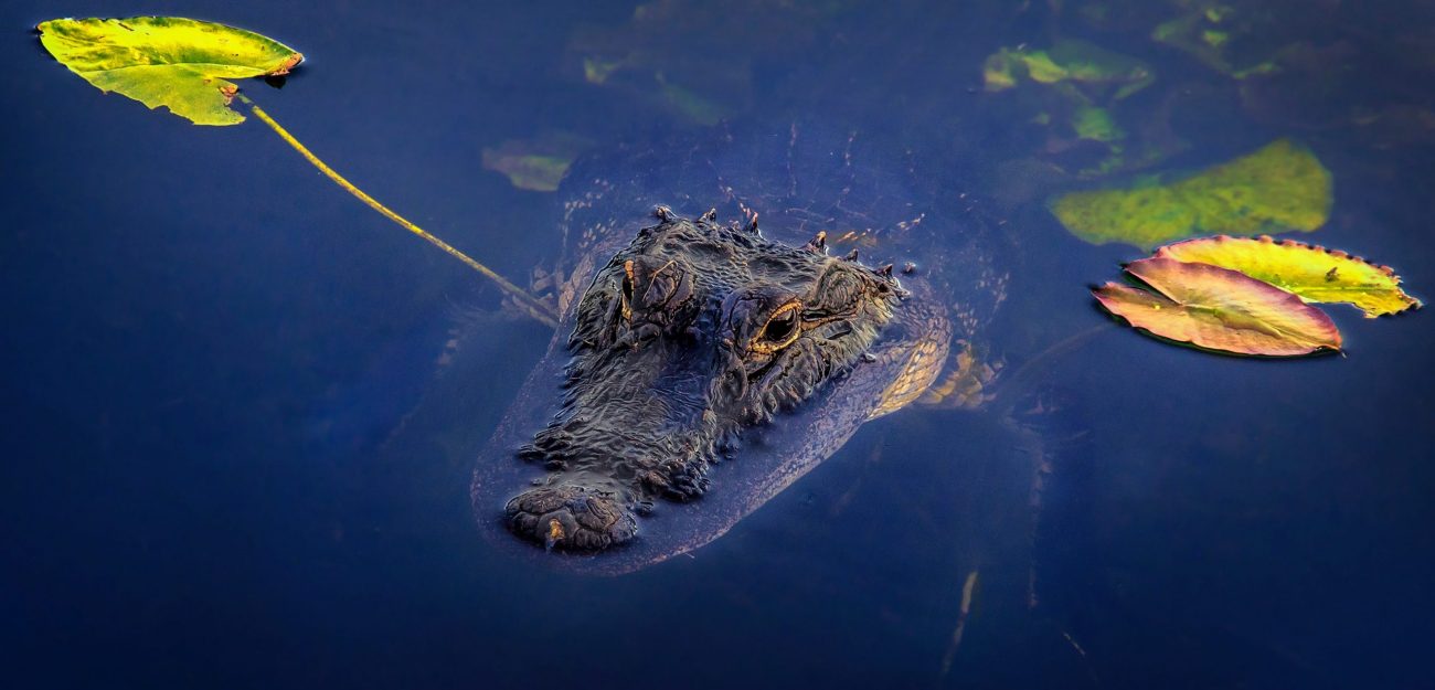 Everglades