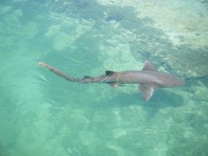 Plavba po Karibiku – poznávací zájezd