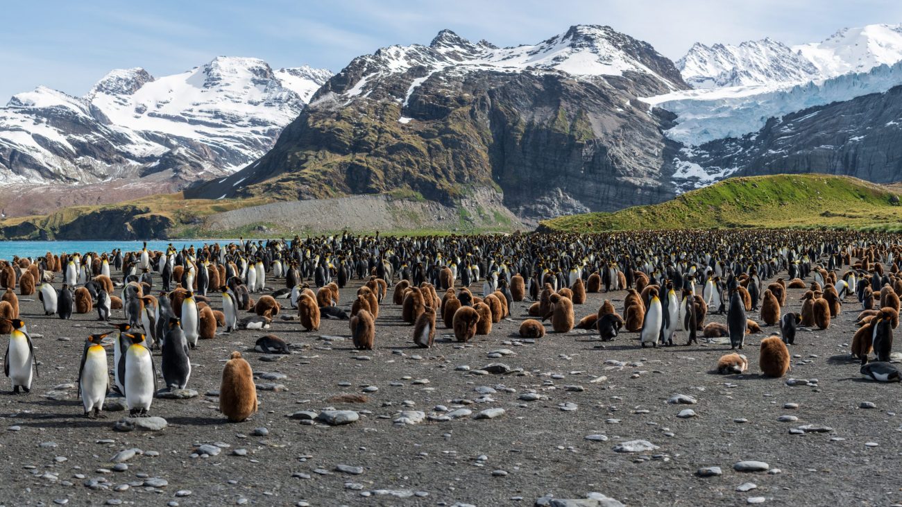 South Georgia and the South Sandwich Islands-unsplash