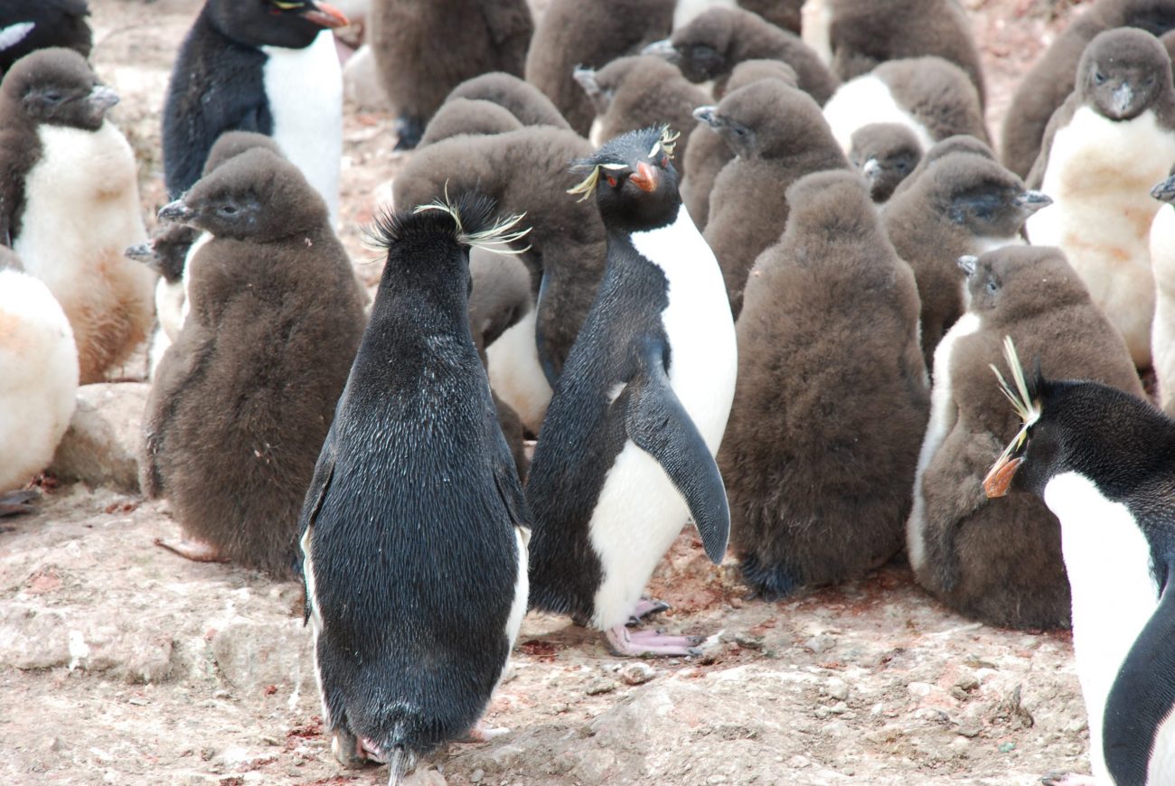 Falklandské ostrovy – Punta Arenas