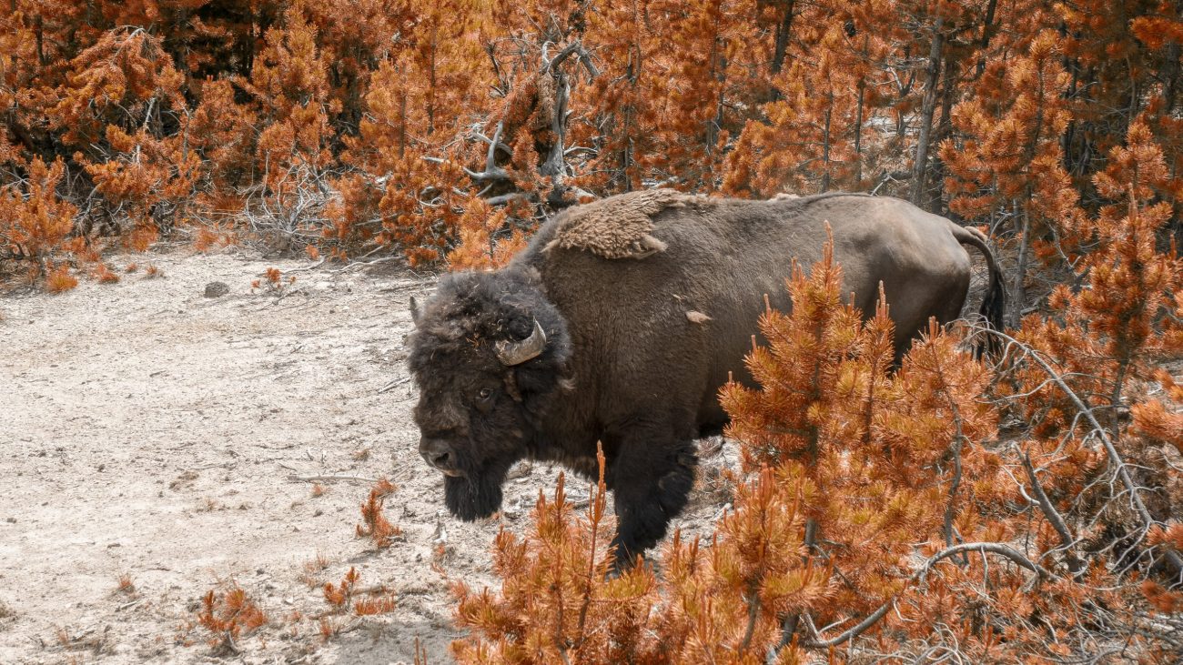 Yellowstone, United States-unsplash (2)