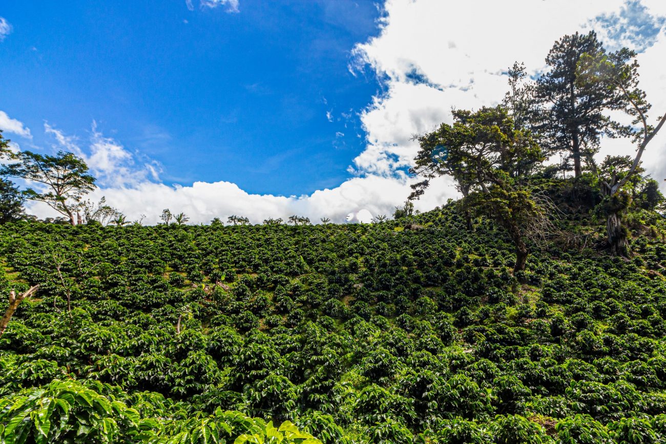 Young coffee plants in Boquete, Panama-unsplash