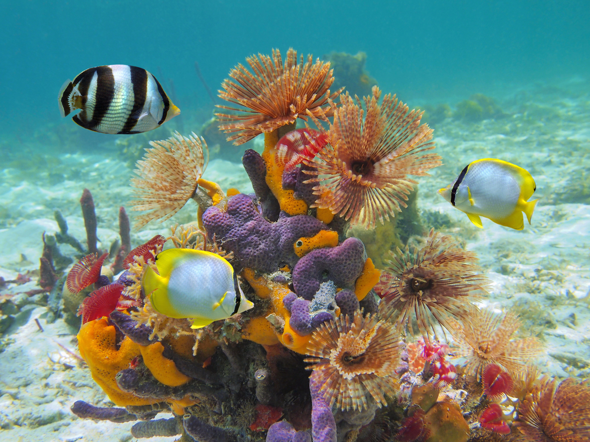 Colorful marine life underwater in Caribbean sea