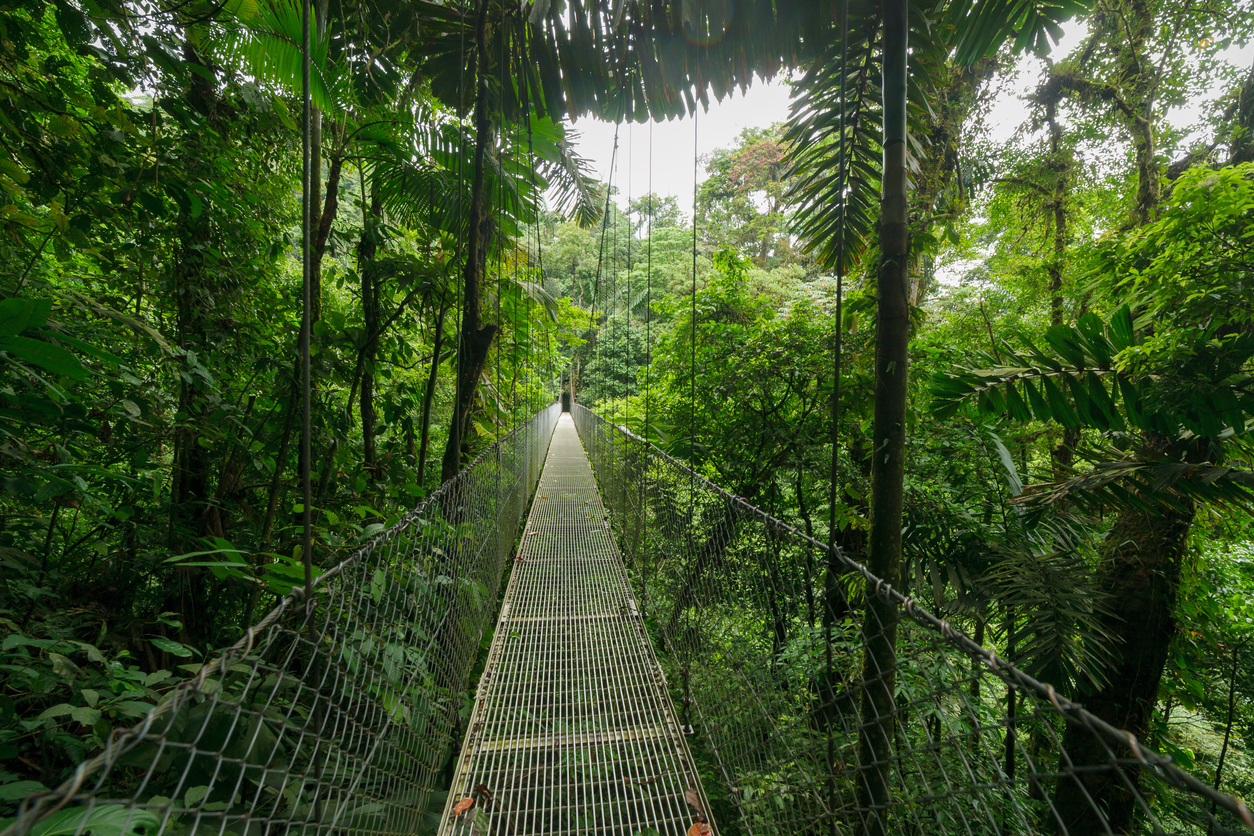 Suspension bridge in rainforest
