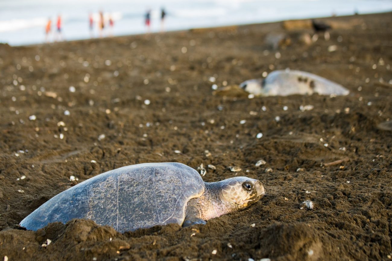 NP Tortuguero