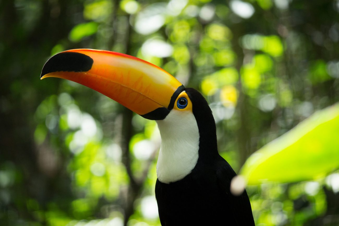 Cuyabeno Reserve, Amazonie