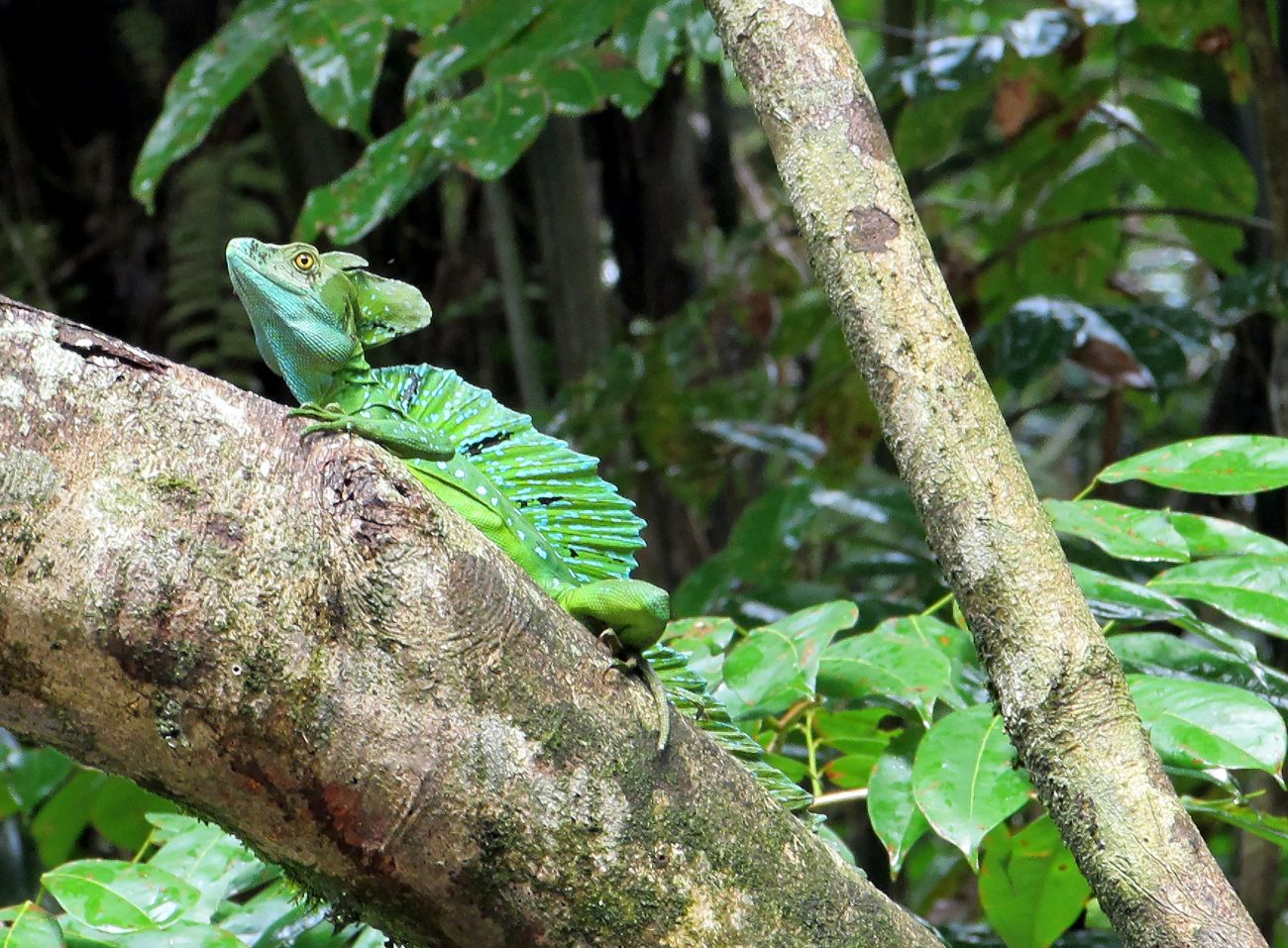 NP Tortuguero