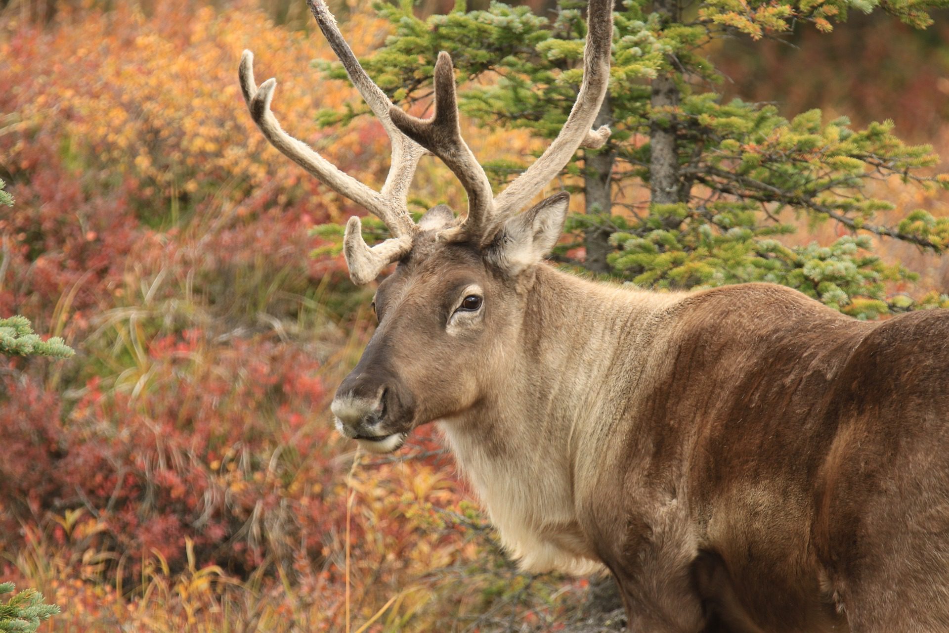 Aljaška_caribou-4533568_1920
